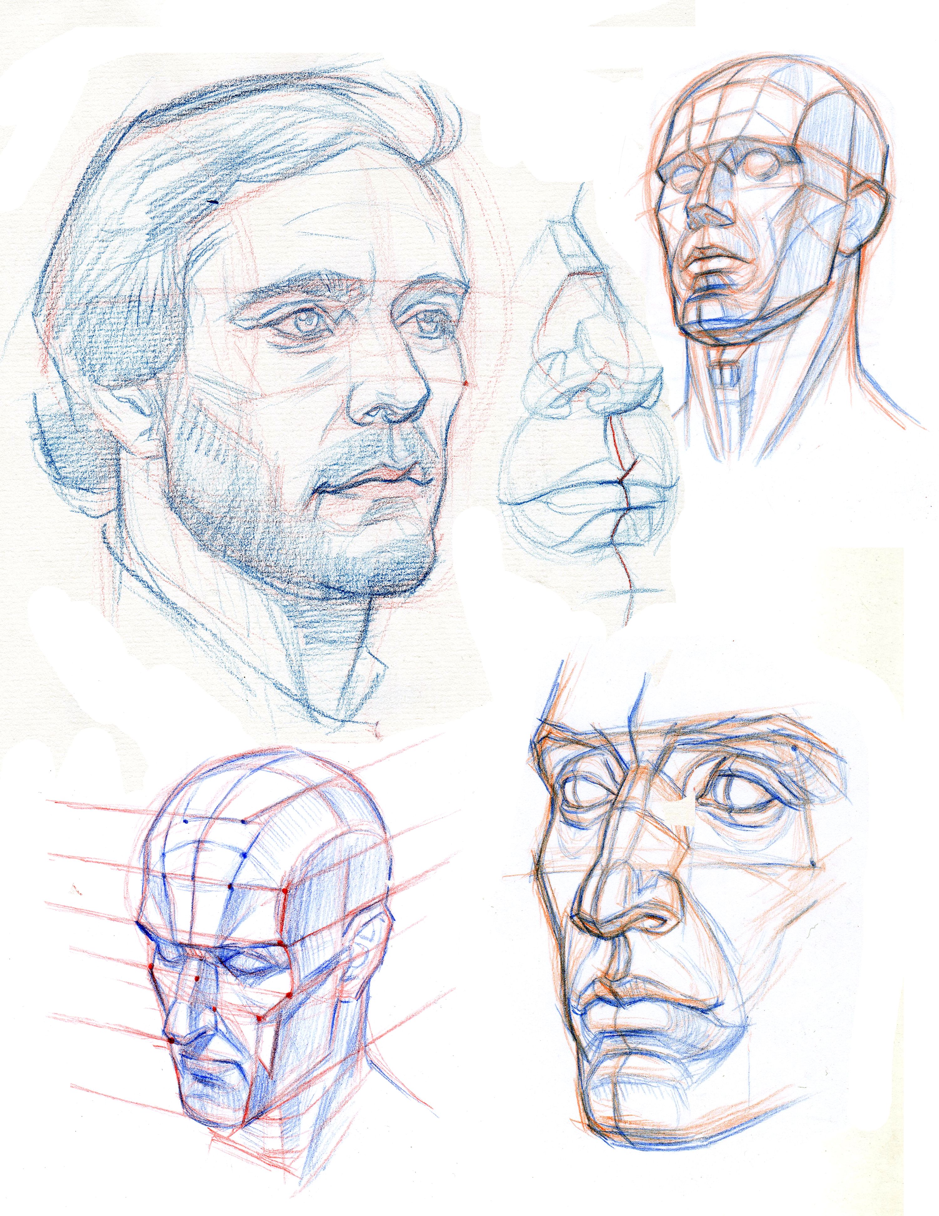 Face Anatomy Drawing Sketch