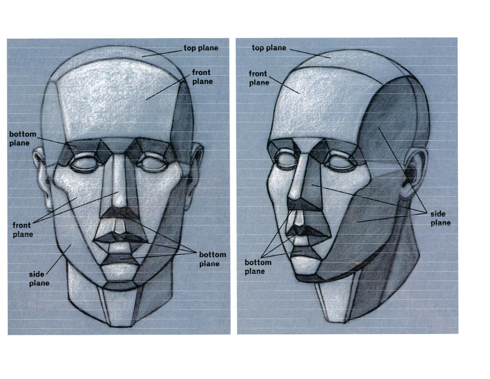 Face Anatomy Drawing