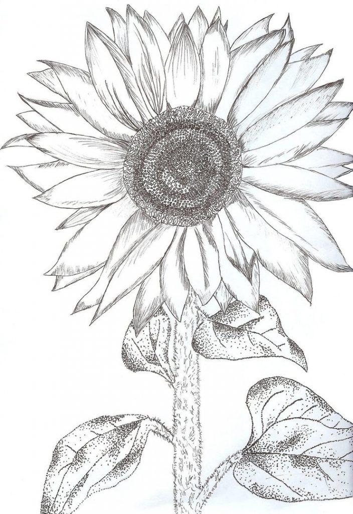 Aesthetic Sunflower Drawing Art