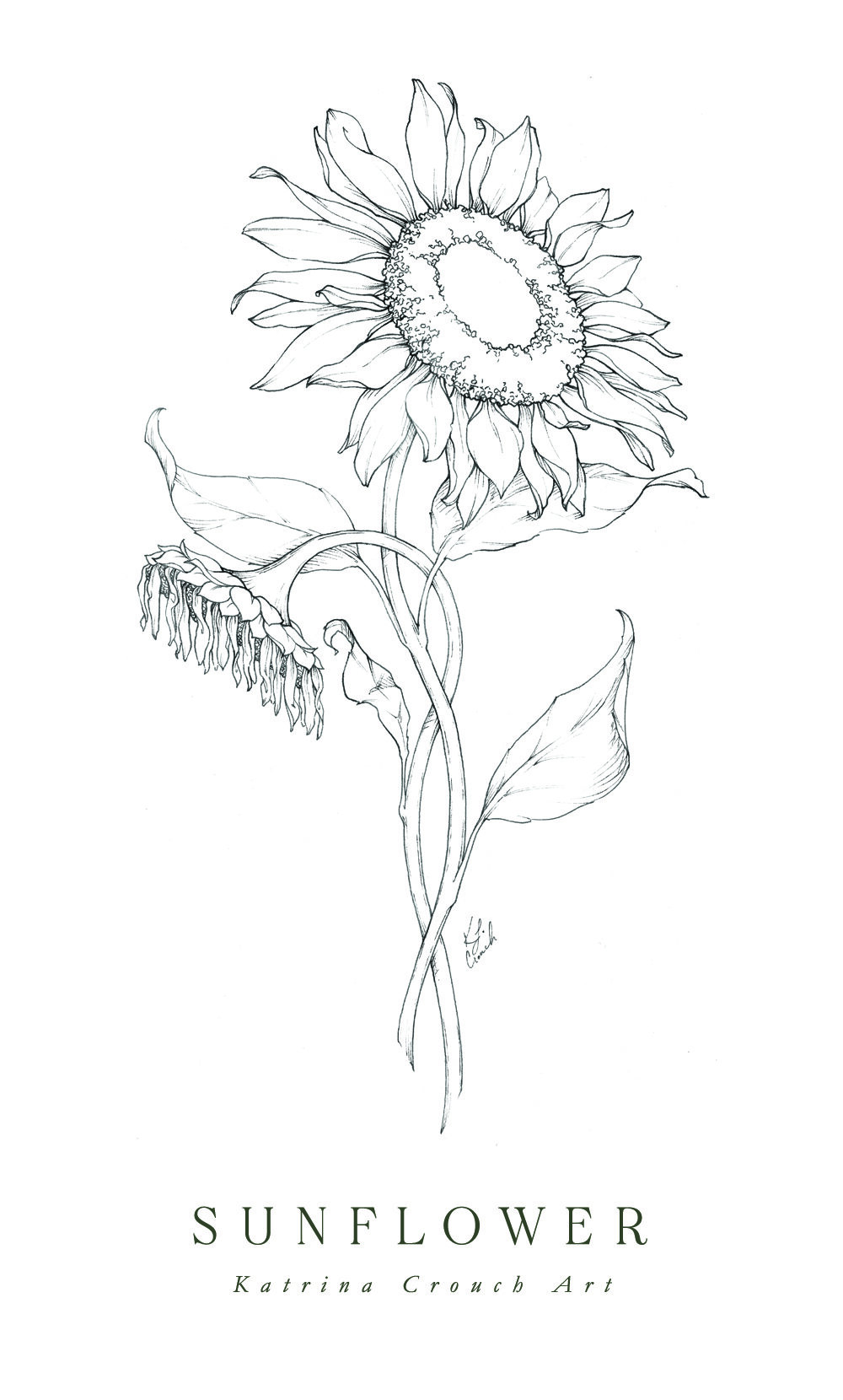 Aesthetic Sunflower Drawing High-Quality