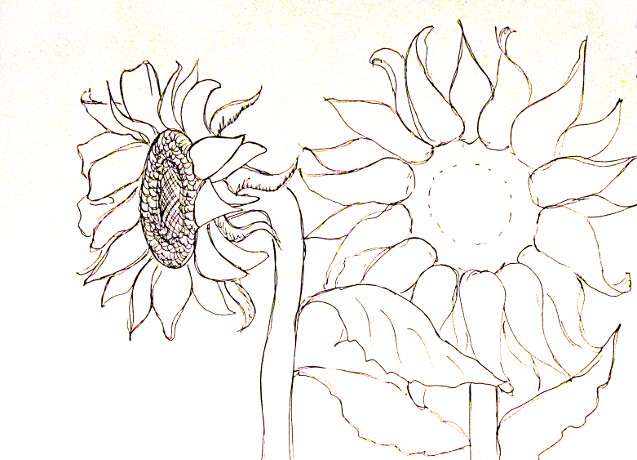 Aesthetic Sunflower Drawing Image