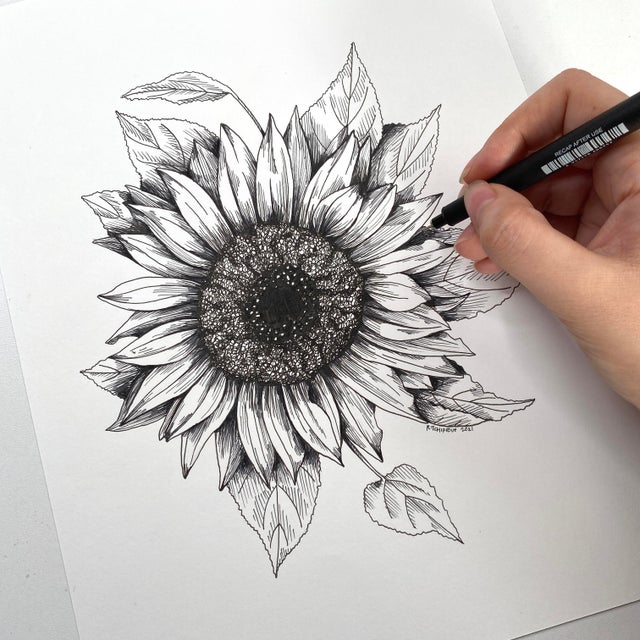 Sketch Sunflower Stock Illustration - Download Image Now - Etching, Flower,  Sunflower - iStock