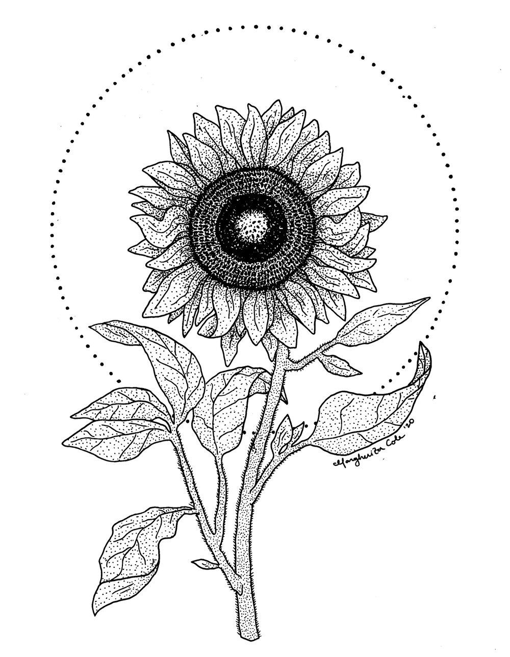 Aesthetic Sunflower Drawing Pics