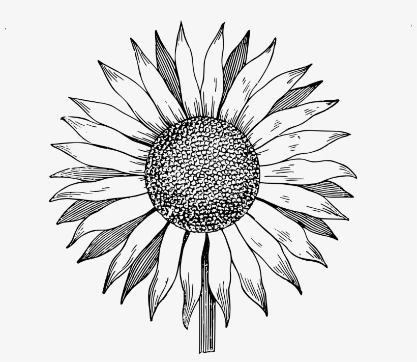 Aesthetic Sunflower Drawing