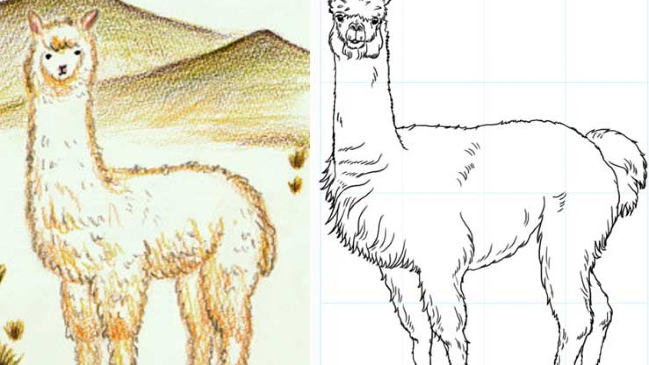 Alpaca Best Drawing