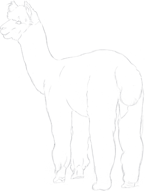 Alpaca Drawing Amazing
