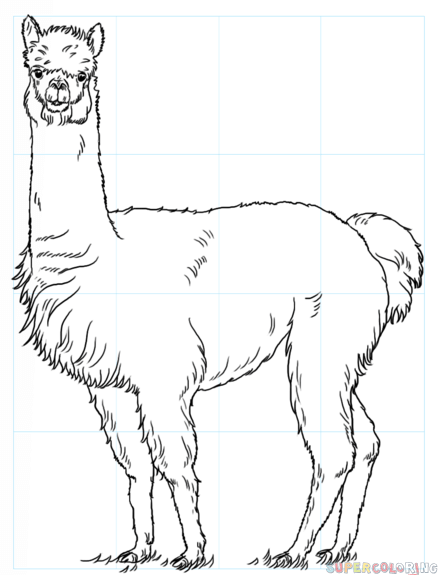 Alpaca Drawing Sketch