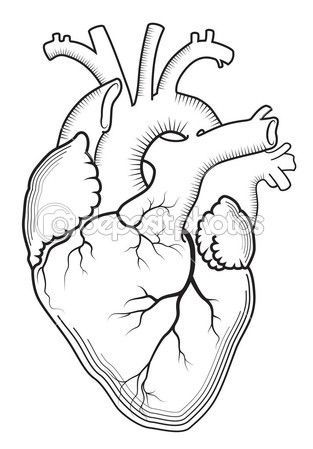 Anatomical Heart Best Drawing