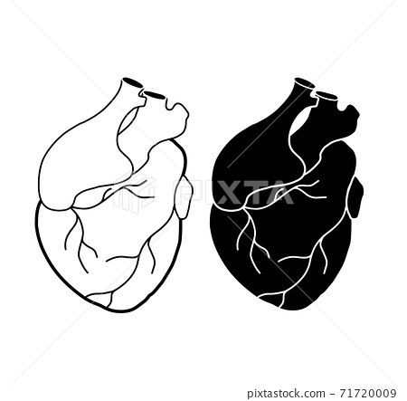 Anatomical Heart Drawing Art