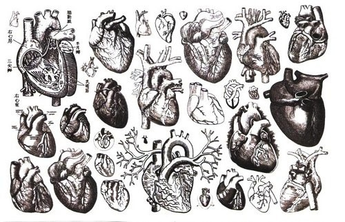 Anatomical Heart Drawing Image
