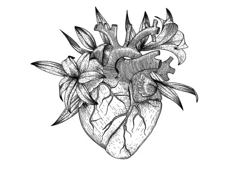 Anatomical Heart Drawing Images