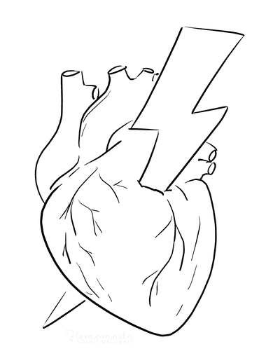 Anatomical Heart Drawing Photos