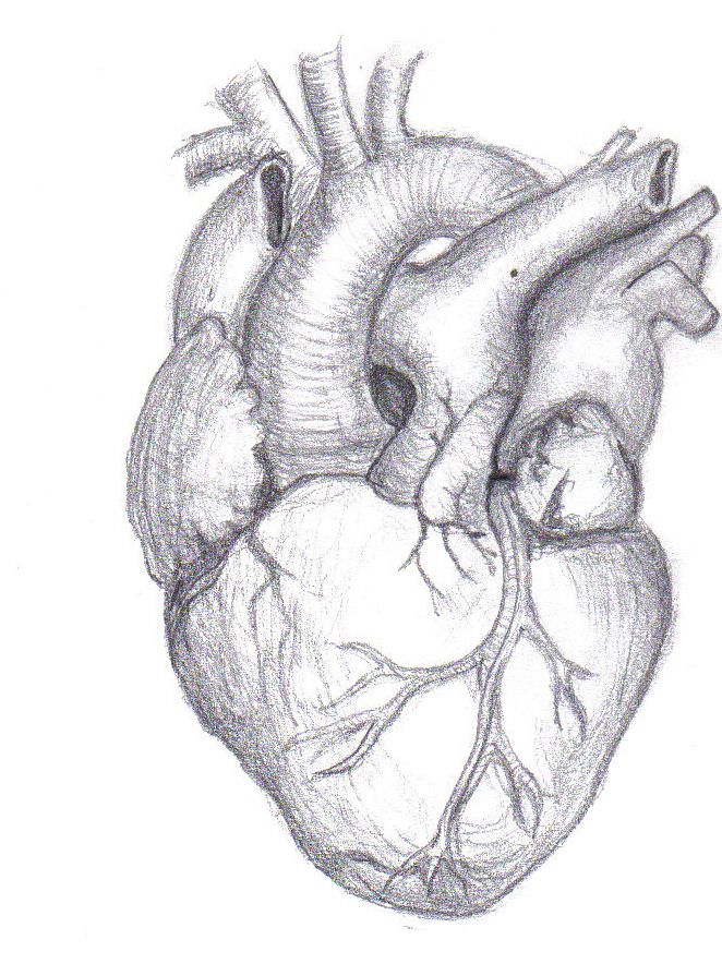 Anatomical Heart Drawing Pic