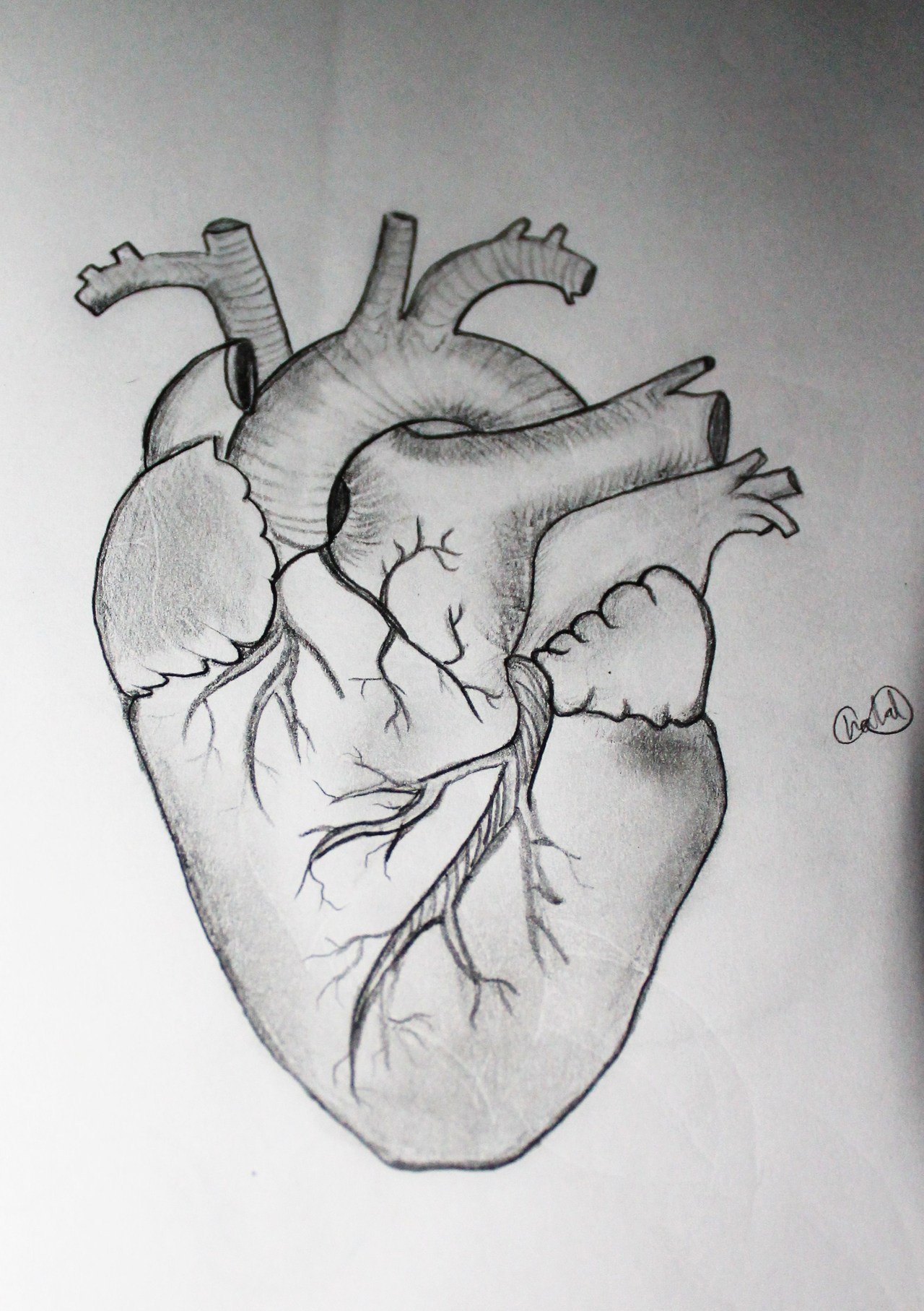 Anatomical Heart Drawing Picture