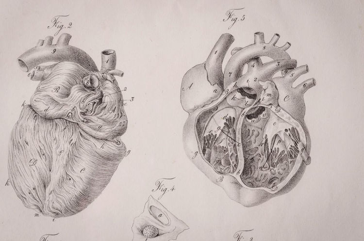 Anatomical Heart Drawing