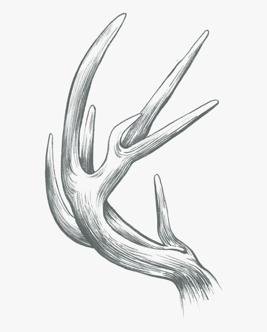 Antler Drawing High-Quality