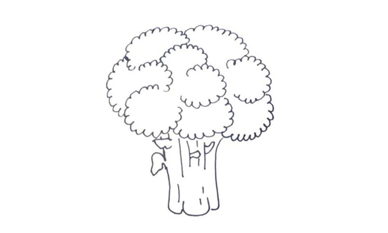 Broccoli Drawing Image