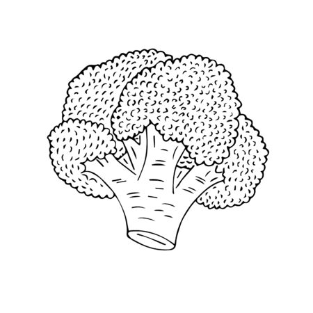 Broccoli Drawing Picture