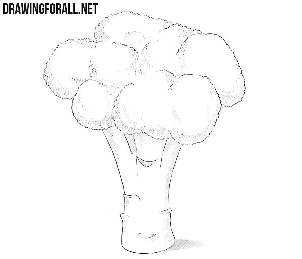 Broccoli Drawing Realistic