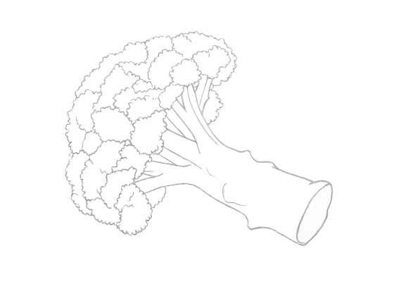 Broccoli Drawing Sketch