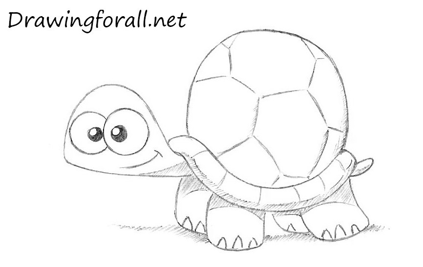 Cartoon Turtle Drawing Amazing
