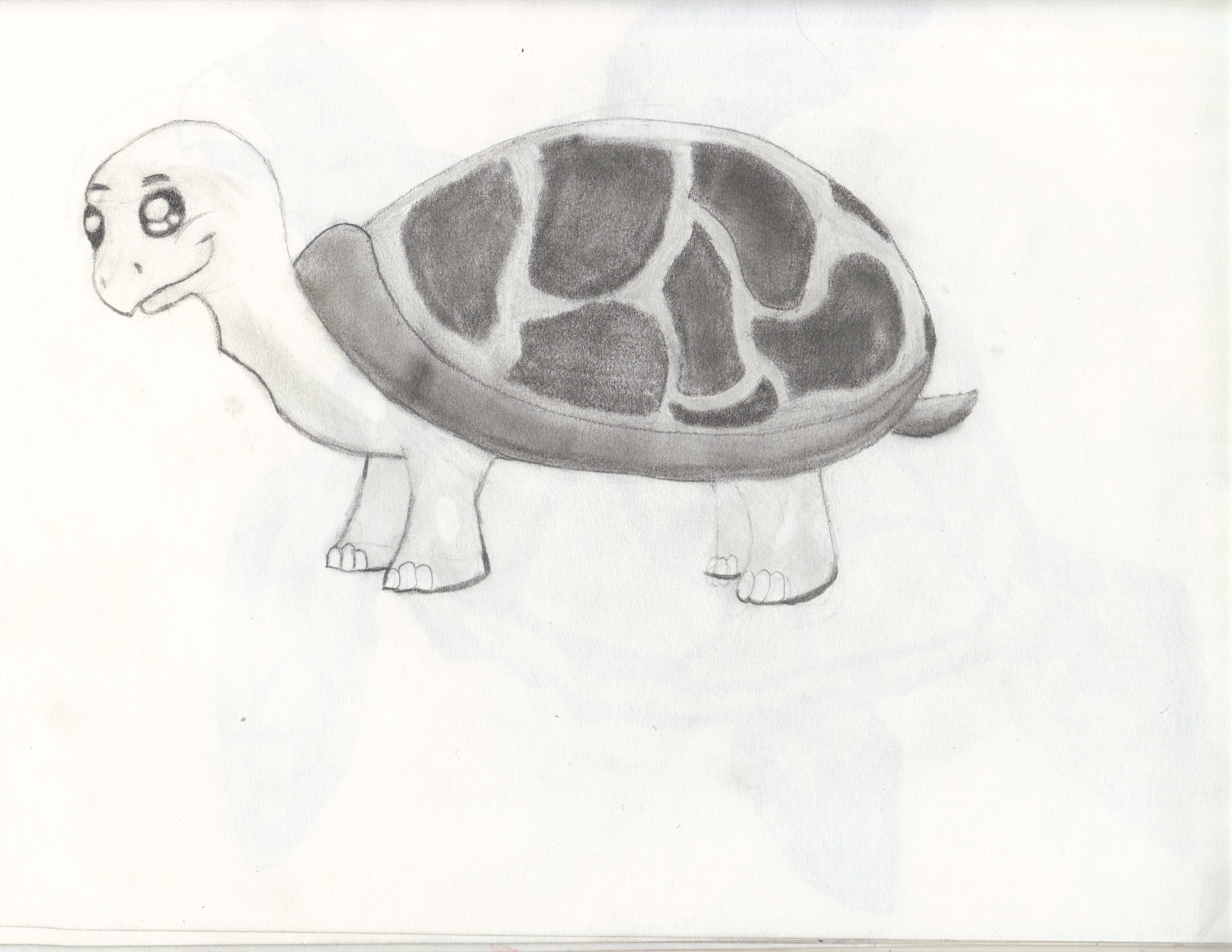 Cartoon Turtle Drawing Pics