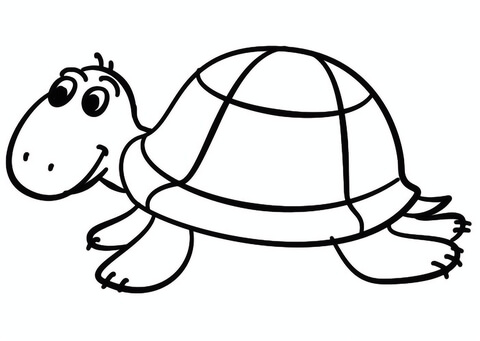 Cartoon Turtle Drawing Sketch