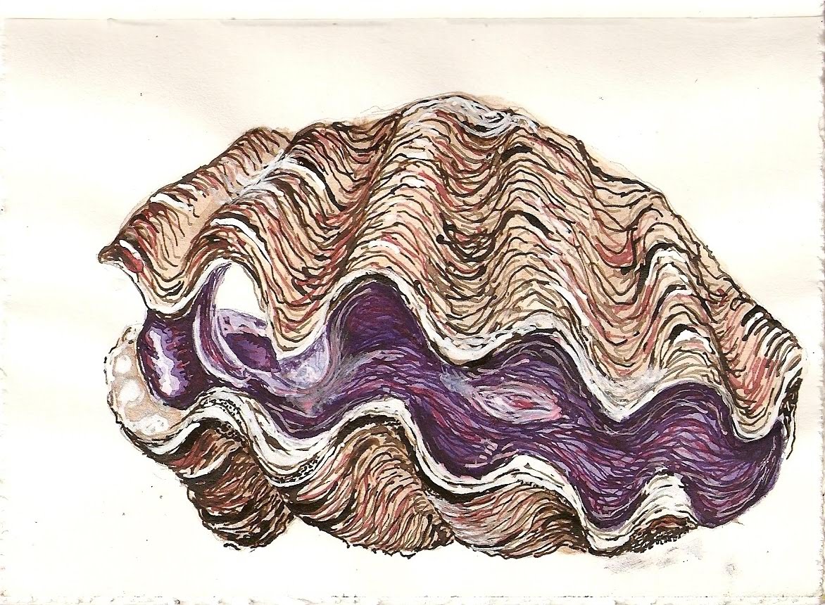 Clam Drawing Image