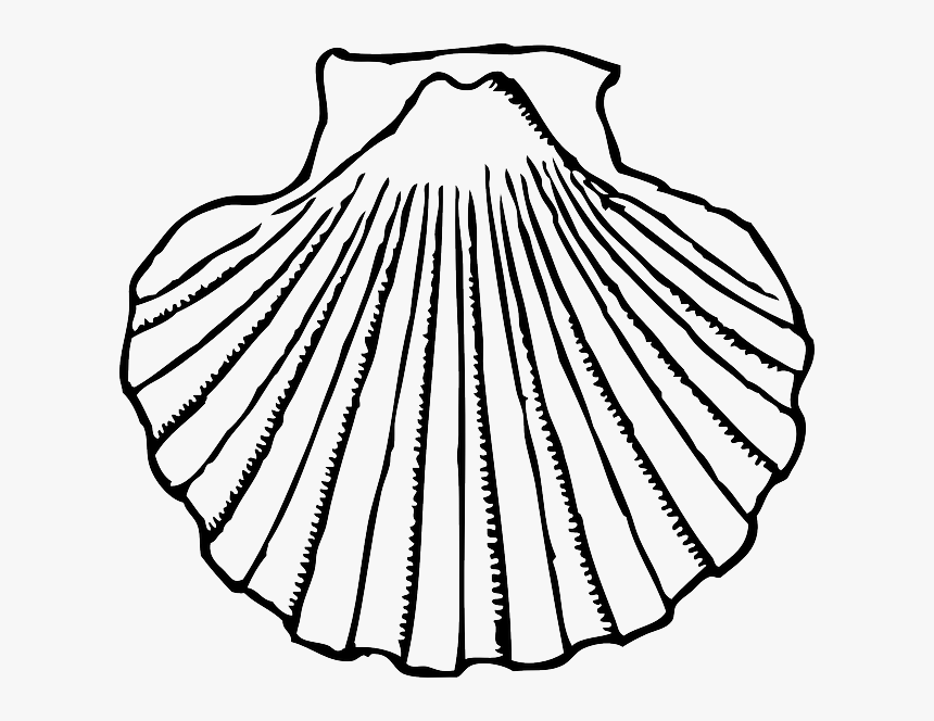Clam Drawing Realistic