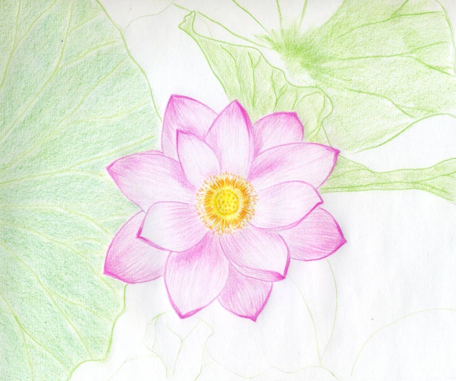 Color Flower Best Drawing