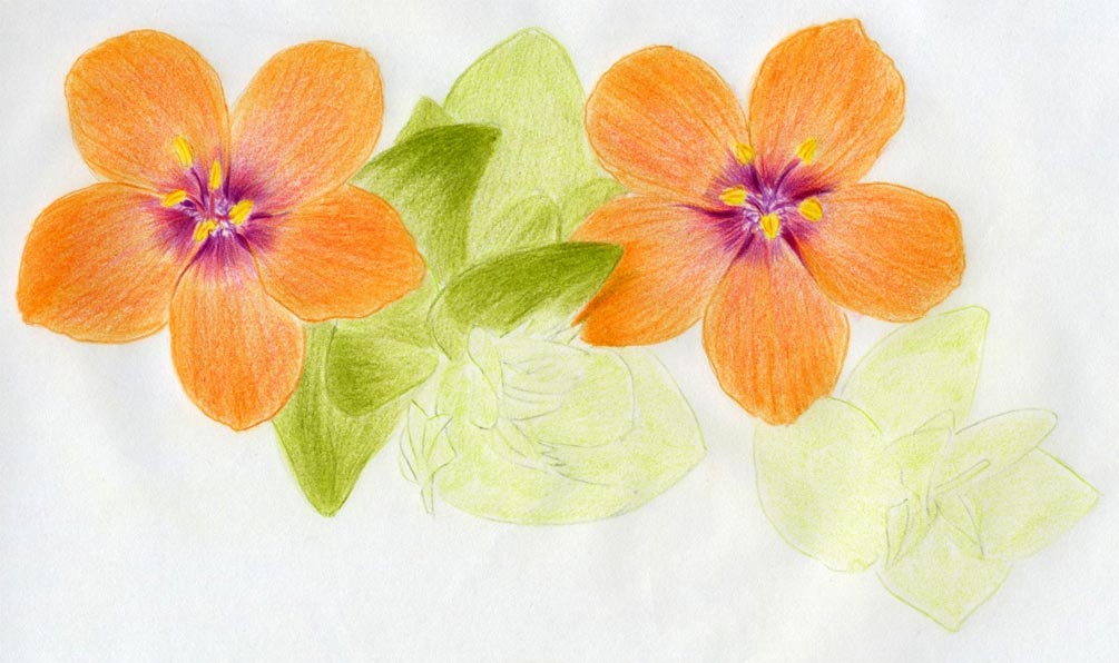 Color Flower Drawing Amazing
