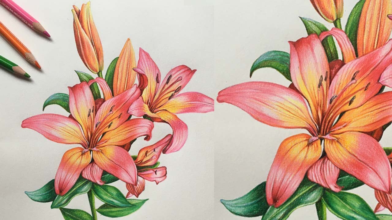 Color Flower Drawing Picture