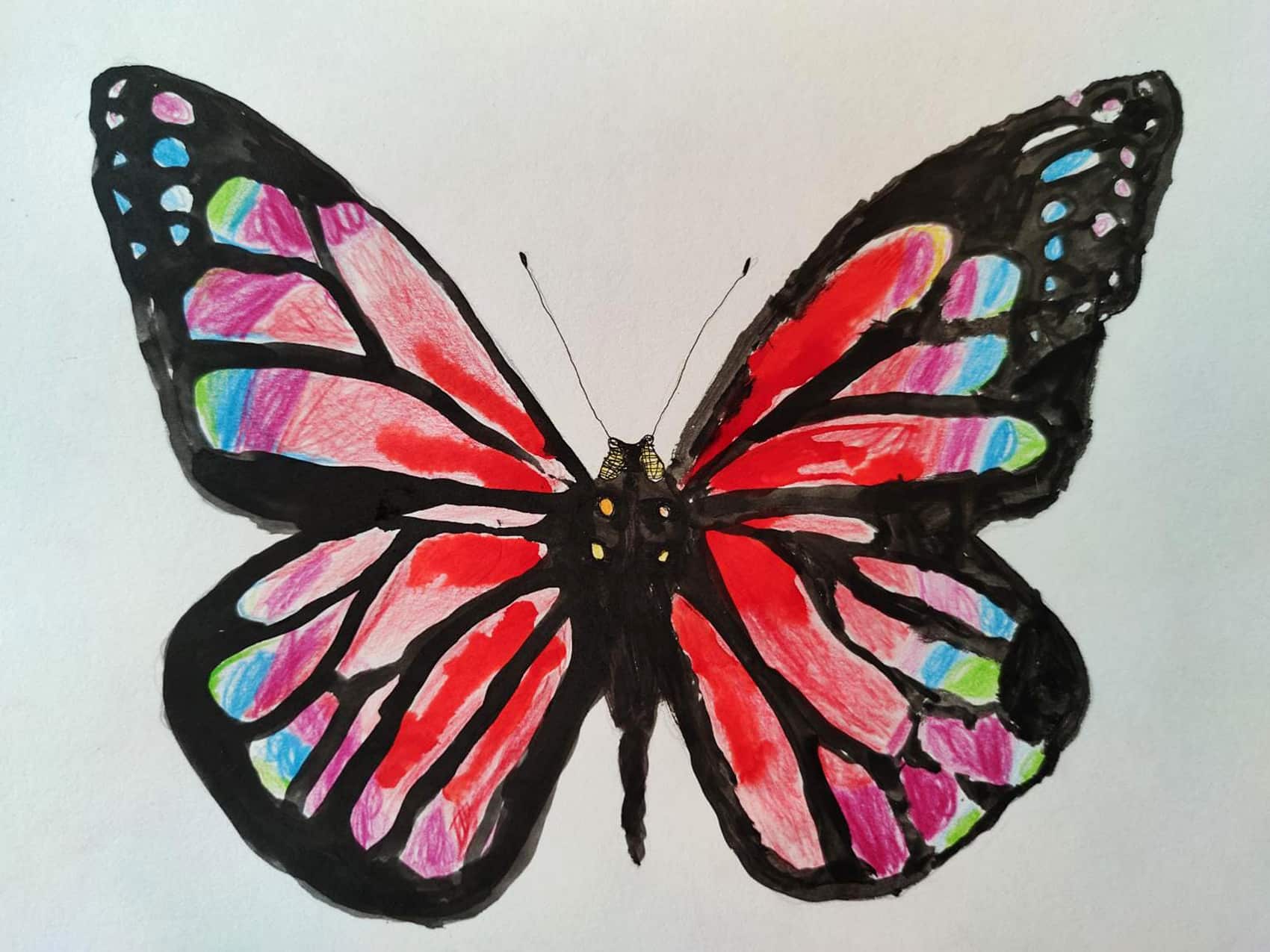 Colored Butterfly Art Drawing