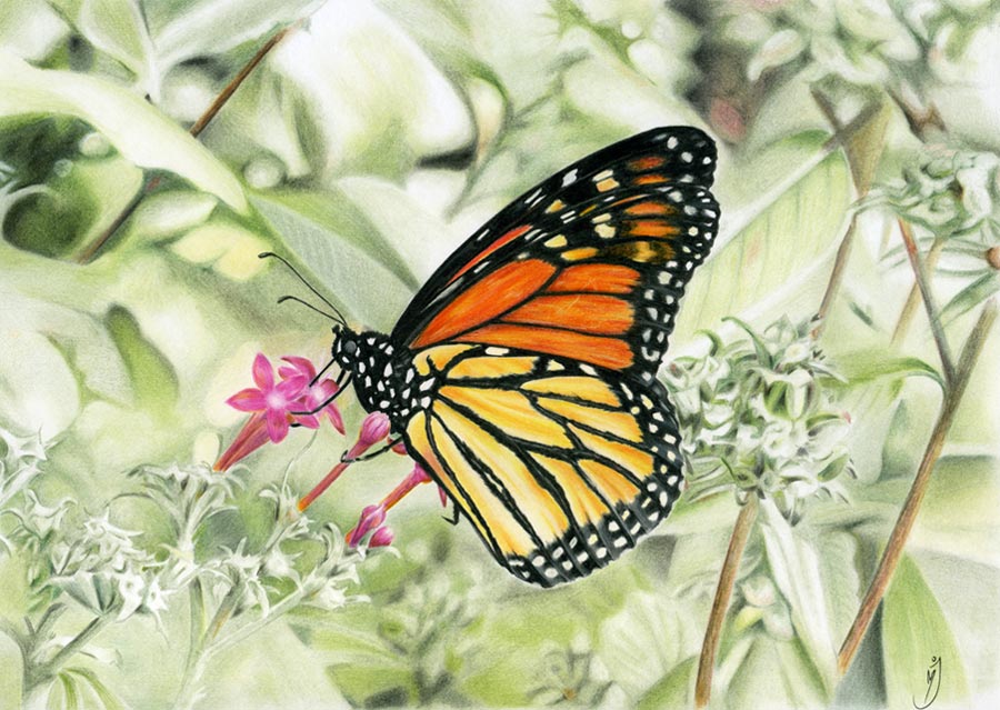 Colored Butterfly Drawing Art