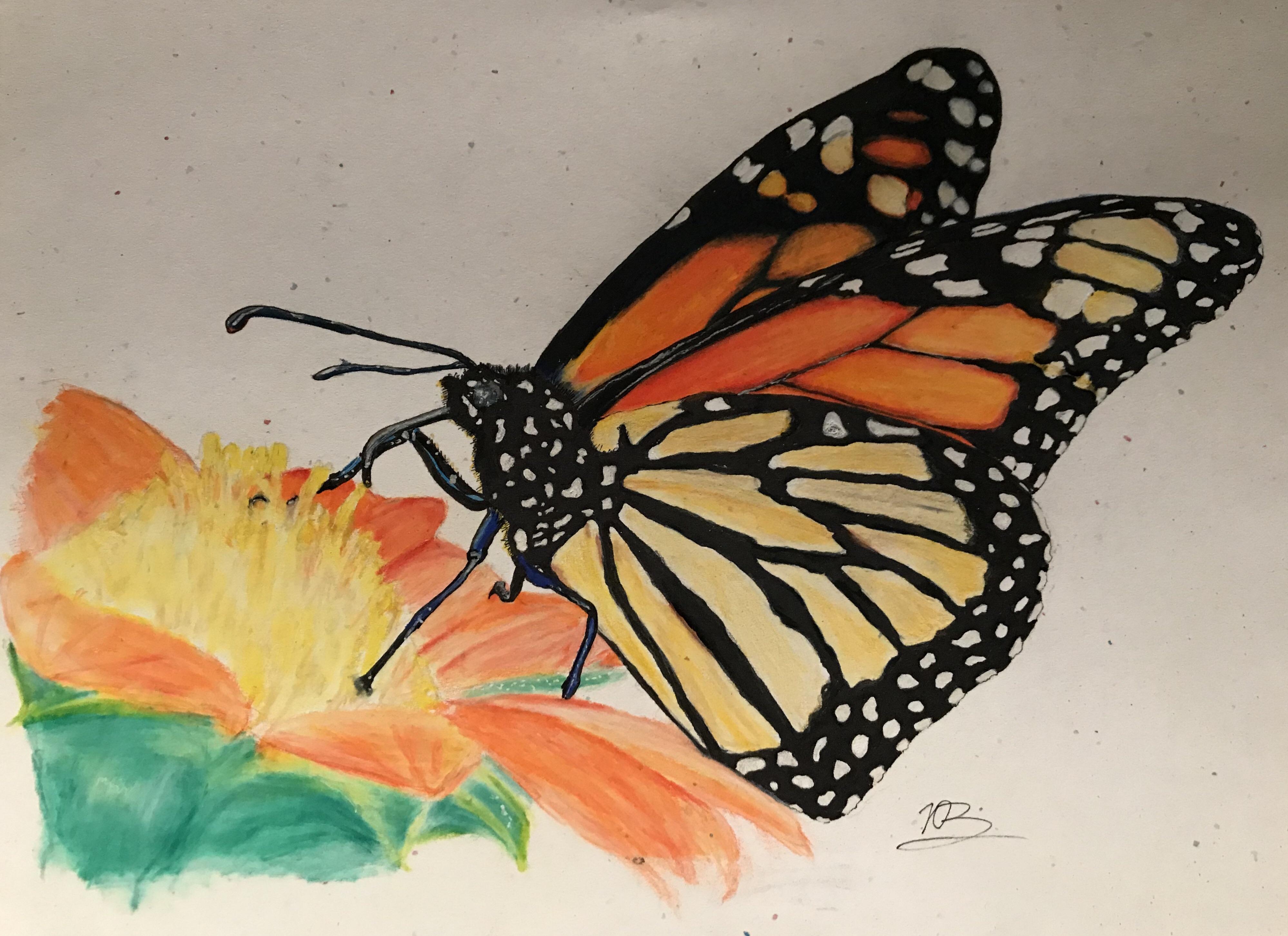 Colored Butterfly Drawing Photo