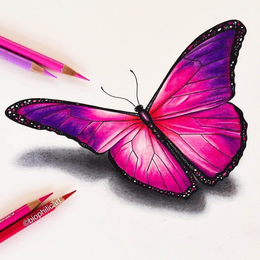 Colored Butterfly Drawing Pic
