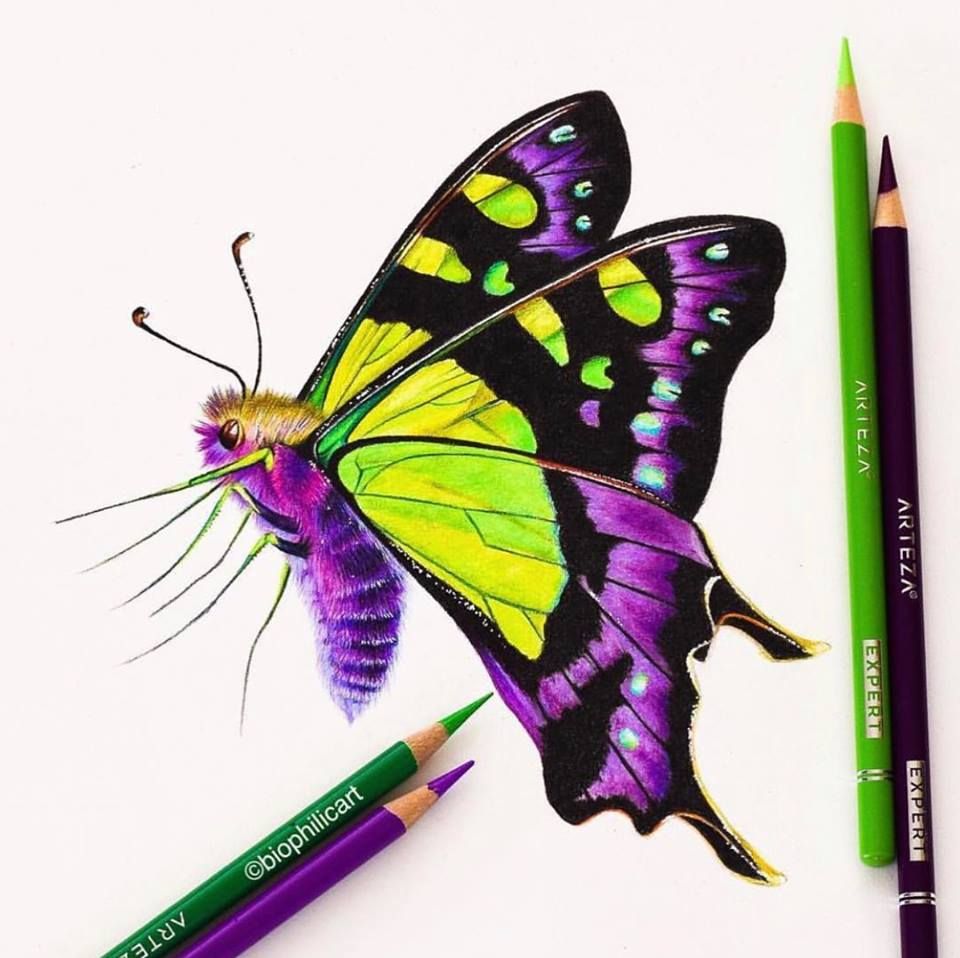 Colored Butterfly Drawing Pics