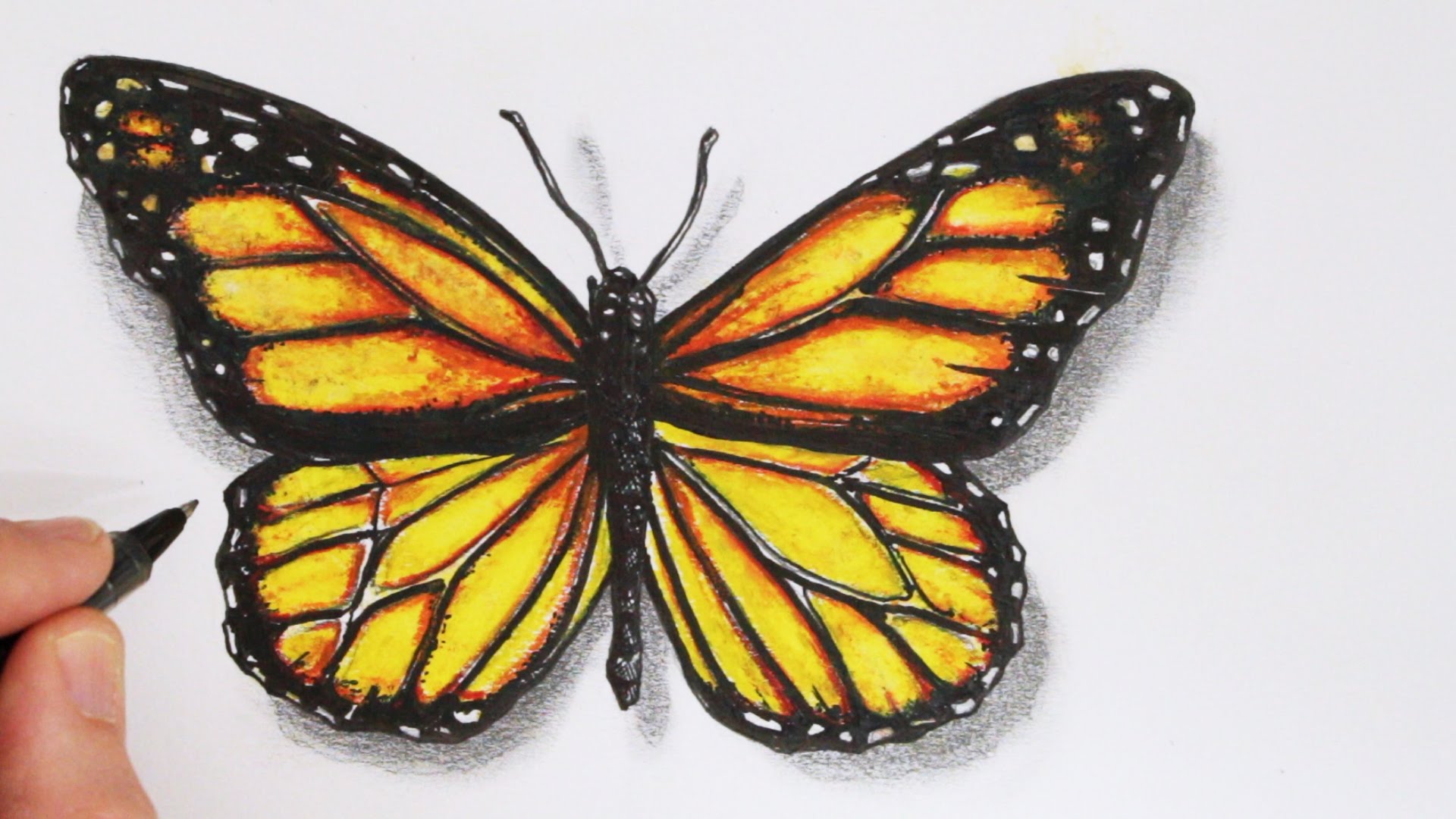 Colored Butterfly Drawing Sketch