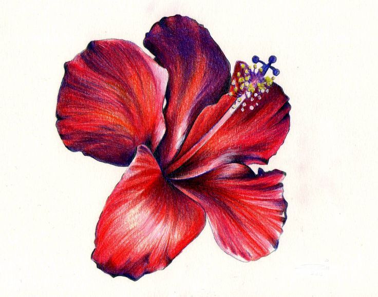 Colorful Flowers Art Drawing