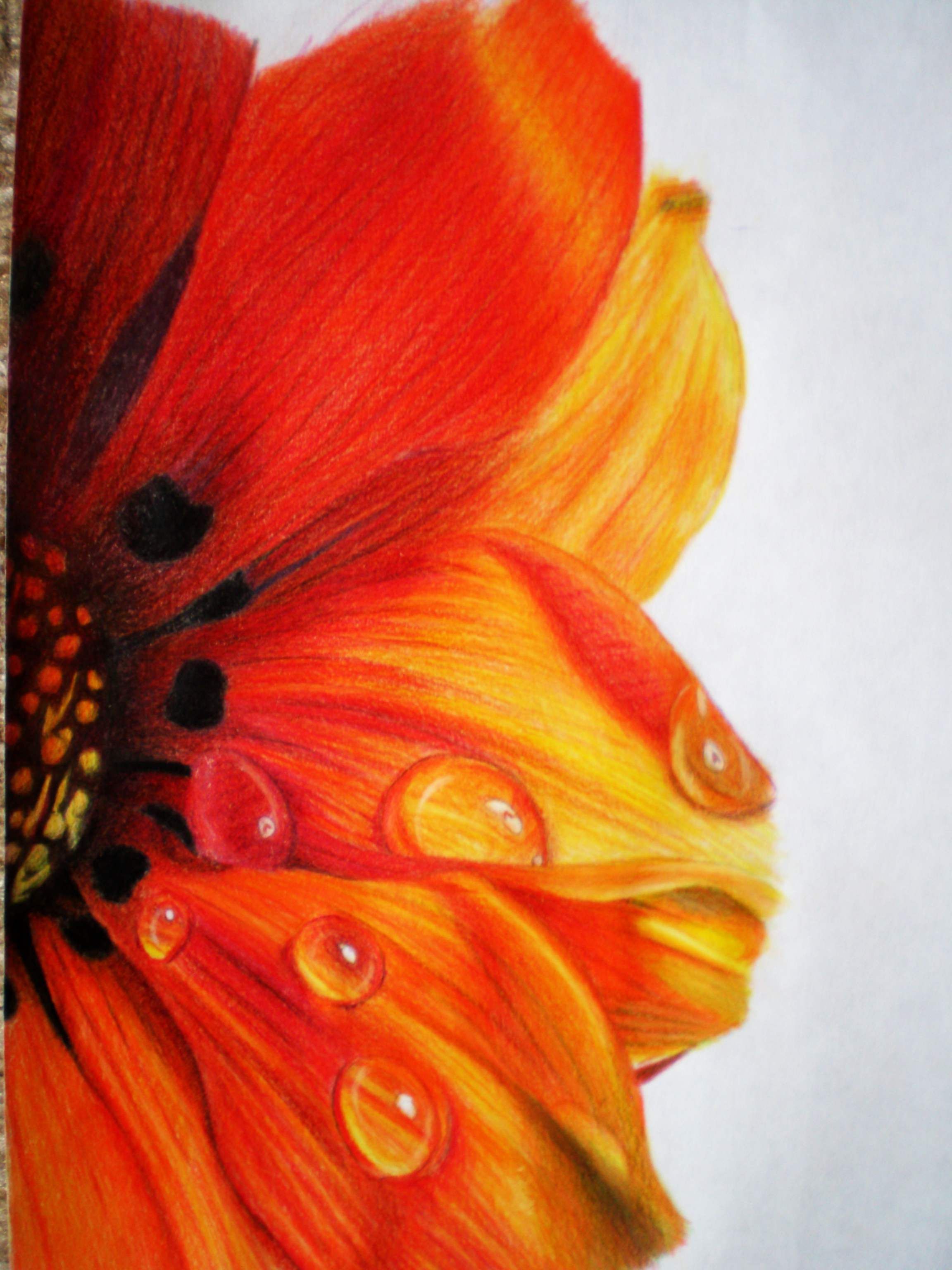 Colorful Flowers Drawing Art