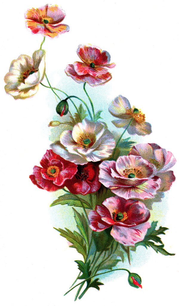 Colorful Flowers Drawing Photo