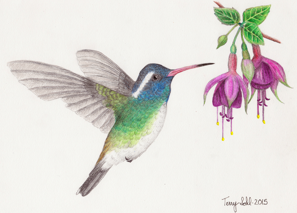 Colorful Hummingbird Best Drawing