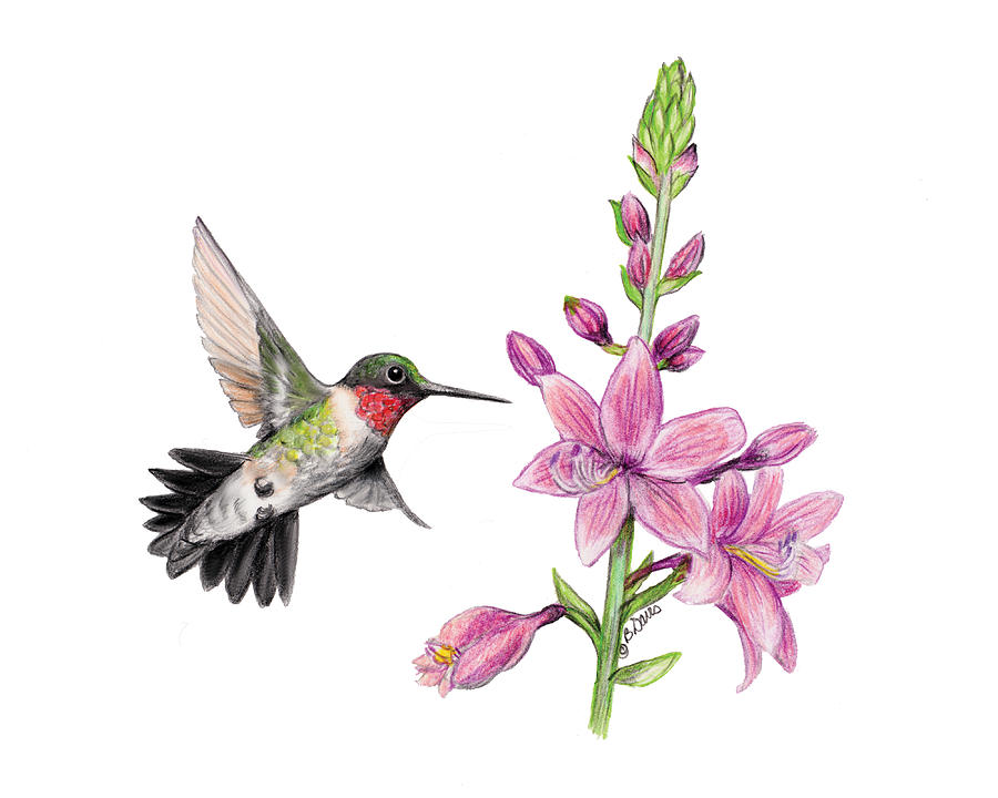 Colorful Hummingbird Drawing Amazing