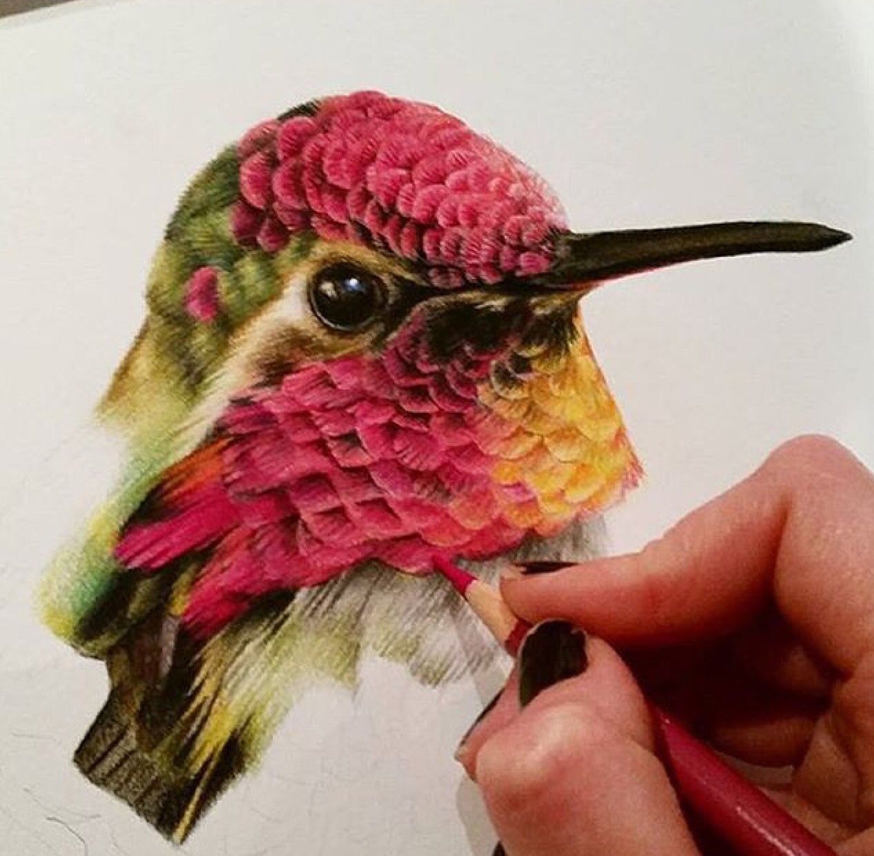 Colorful Hummingbird Drawing Beautiful Art