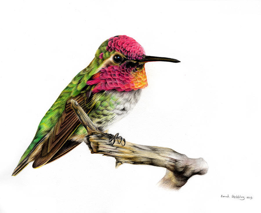 Colorful Hummingbird Drawing Creative Art