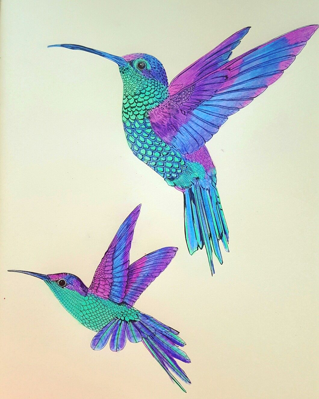 Colorful Hummingbird Drawing Photo