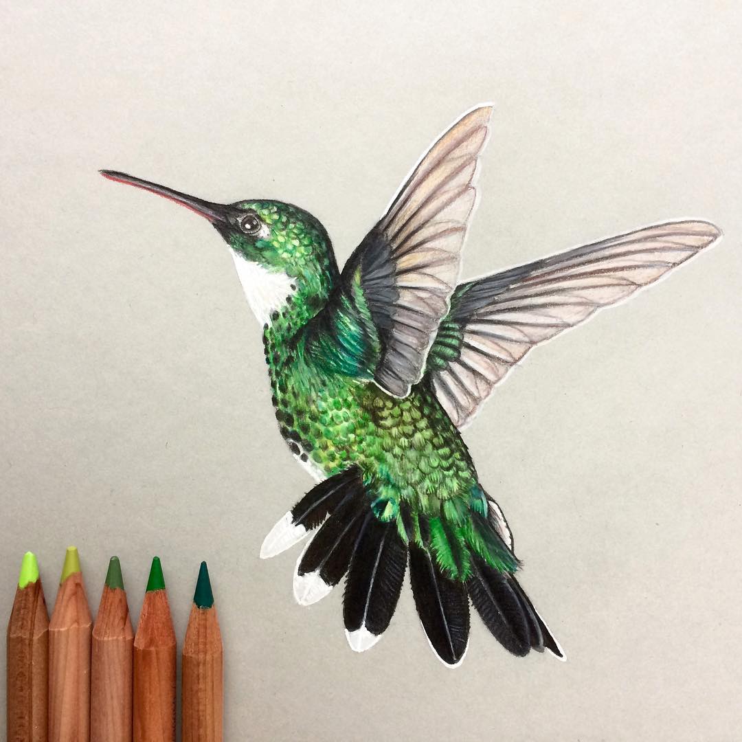 Colorful Hummingbird Drawing Photos