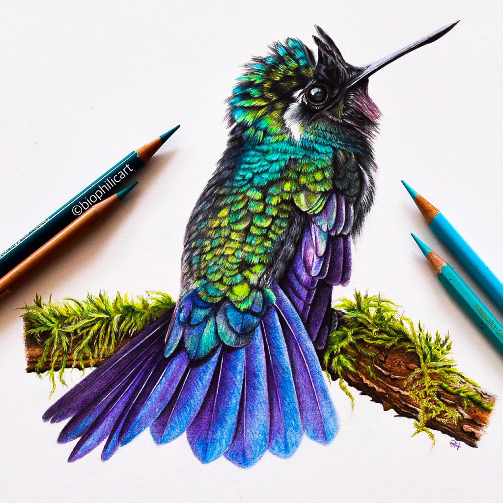 Colorful Hummingbird Drawing Pics