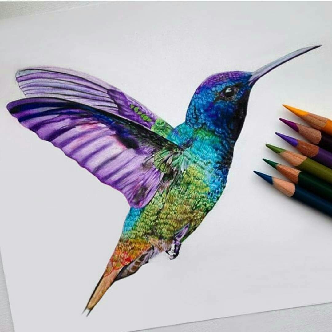 Colorful Hummingbird Drawing Picture