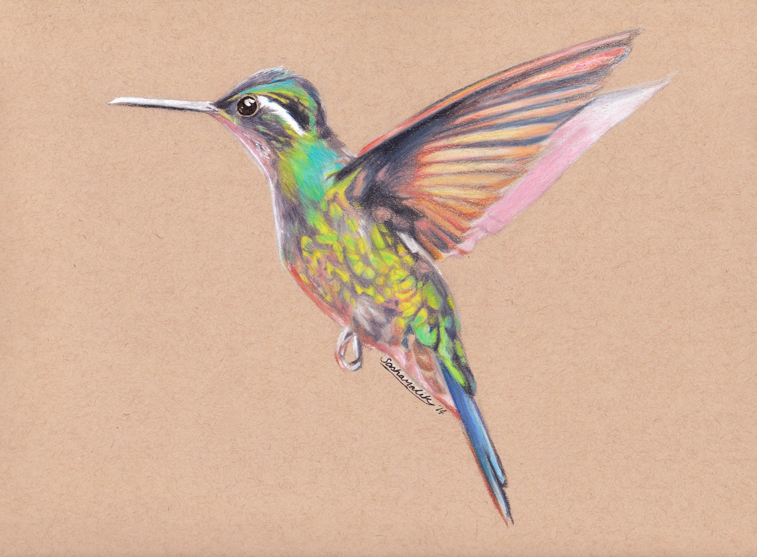 Colorful Hummingbird Drawing Pictures